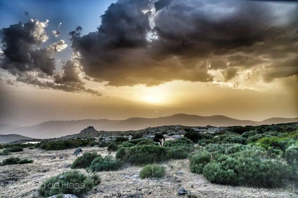 Pottoka horses, Piornal - Lucy Rees
